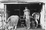 One of the early milking sheds